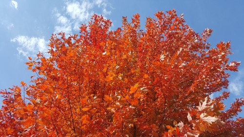 An Autumn Prayer Duluth Benedictines