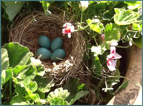 Photo of Robin nest of blue eggs by Jane Nuytten