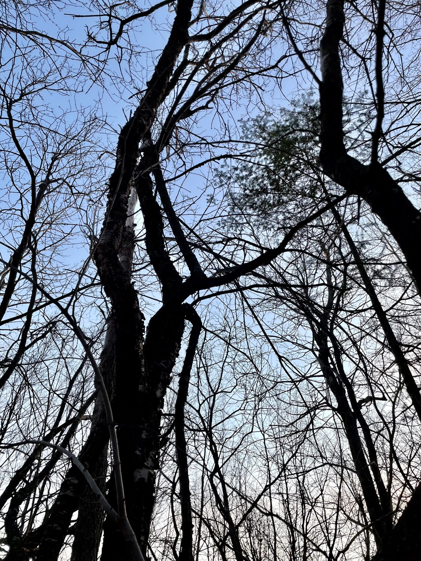 Buckthorn trees intertwined