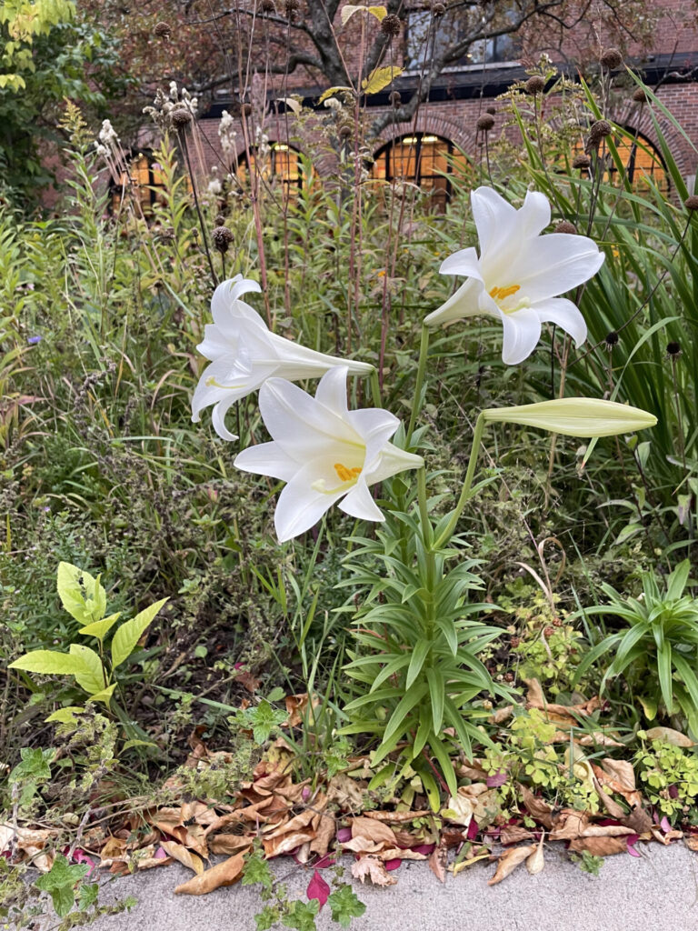 Gloria lily